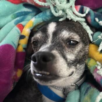 Chihuahua Dogs Available for Adoption - Taz | PetCurious