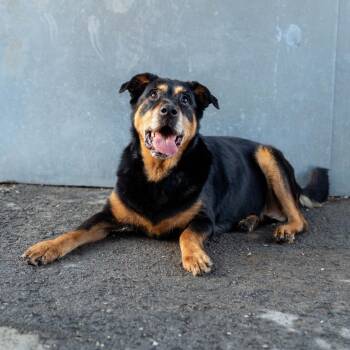 Rottweiler and Shepherd Dogs Available for Adoption in Brookhaven, West Virginia - Nala | PetCurious