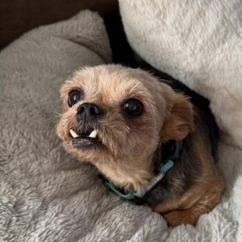 Porter Wagoner -  Yorkshire Terrier Dog for Adoption in West Peoria, Illinois - Porter Wagoner | PetCurious