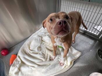 Pit Bull Terrier Dogs Available for Adoption in Tustin, California - RAINA | PetCurious