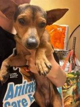 Chili -  Chihuahua Dog for Adoption in Newport, Kentucky - Chili | PetCurious