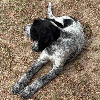 Mixed Breed Dogs Available for Adoption - Duke | PetCurious