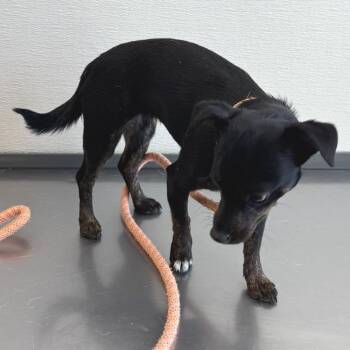 Mixed Breed Dogs Available for Adoption in Las Cruces, New Mexico - Hannah | PetCurious