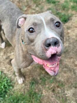Joshua -  Pit Bull Terrier Dog for Adoption in Beavercreek, Oregon - Joshua | PetCurious