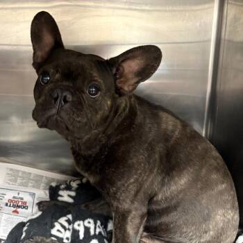 French Bulldog Dogs Available for Adoption in Yuma, Arizona - HSOY-Stray-127522 | PetCurious
