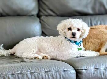 Mochi -  Maltese Dog for Adoption in Des Moines, Iowa - Mochi | PetCurious