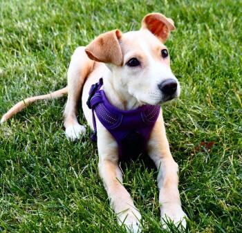 Dobbie -  Labrador Retriever and Hound Dog for Adoption in Powell, Ohio - Dobbie | PetCurious