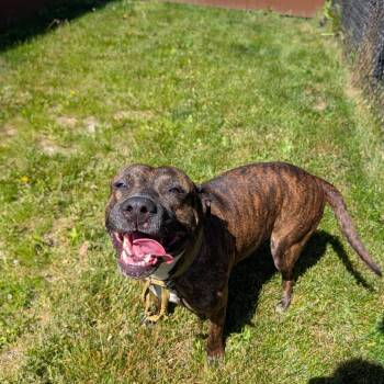 Stacey -  Mixed Breed Dog for Adoption in Walker, Michigan - Stacey | PetCurious