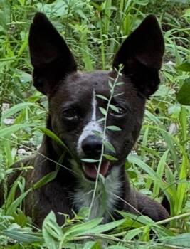J.J. -  Chihuahua Dog for Adoption in Crossville, Tennessee - J.J. | PetCurious