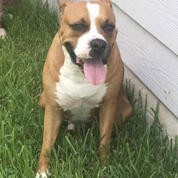 Henry -  Boxer and Pit Bull Terrier Dog for Adoption in Magnolia, Texas - Henry | PetCurious