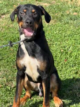 Zeus -  Hound Dog for Adoption in Springfield, Illinois - Zeus | PetCurious