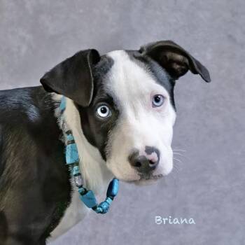 Briana -  Hound Dog for Adoption in Manchester, Connecticut - Briana | PetCurious