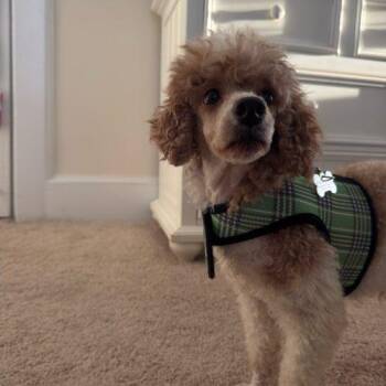 Miniature Poodle Dogs Available for Adoption - Harry | PetCurious
