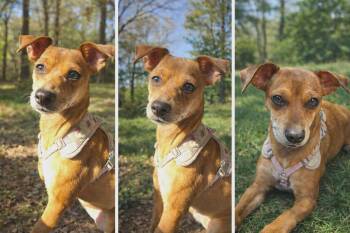 Chihuahua Dogs Available for Adoption - Zena- Our Little Princess Warrior | PetCurious