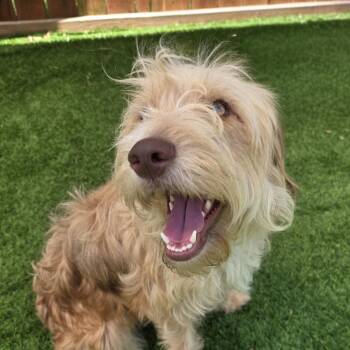 Stella -  Aussiedoodle Dog for Adoption in Anderson, South Carolina - Stella | PetCurious