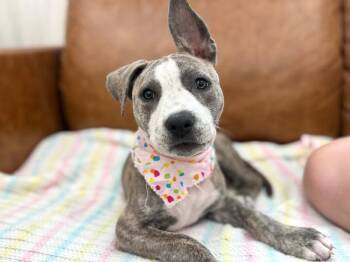 Pit Bull Terrier and Labrador Retriever Dogs Available for Adoption in Friendswood, Texas - Blueberry Babygirl So Sweet Dog Pit Bull Terrier | PetCurious