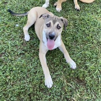Sarah -  Pit Bull Terrier Dog for Adoption in Pembroke, Massachusetts - Sarah | PetCurious