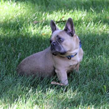 Chickie Blue -  French Bulldog and None Dog for Adoption in Minneapolis, Minnesota - Chickie Blue | PetCurious
