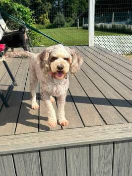 Charlie -  Bernadoodle Dog for Adoption in Decorah, Iowa - Charlie | PetCurious