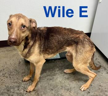 Rescue German Shepherd Dog and Mixed Breed Dogs for Adoption in Pomeroy, Ohio - Wile E | PetCurious