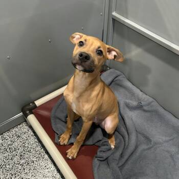 Pit Bull Terrier and Boxer Dogs Available for Adoption - Rascal D11085 | PetCurious