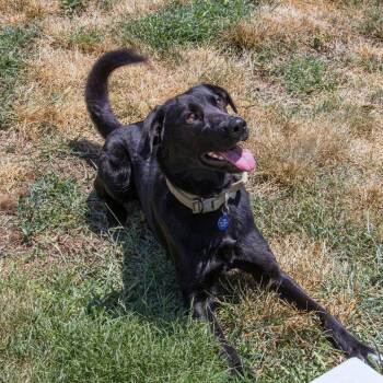 Lucy -  Labrador Retriever and Belgian Shepherd Malinois Dog for Adoption in Wichita, Kansas - Lucy | PetCurious