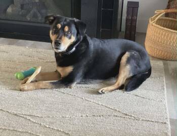 Rottweiler Dogs Available for Adoption in Waterloo, Iowa - Molly | PetCurious