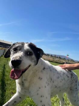 Bonnie -  Mixed Breed Dog for Adoption in Prineville, Oregon - Bonnie | PetCurious