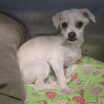 Mixed Breed Dogs Available for Adoption in Philadelphia, Pennsylvania - Georgie | PetCurious