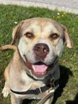 Dan -  Bulldog Dog for Adoption in Whitby, Ontario - Dan | PetCurious