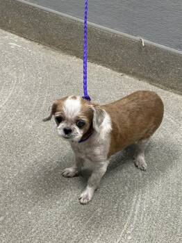 JOJO -  Shih Tzu Dog for Adoption in Las Vegas, Nevada - JOJO | PetCurious