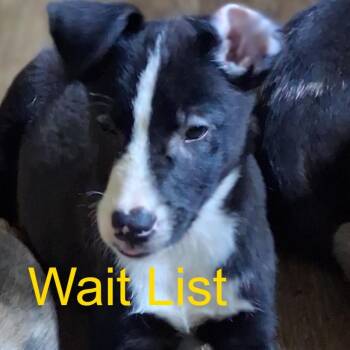 Blakie -  Black Labrador Retriever and Siberian Husky Dog for Adoption in Livingston, Texas - Blakie | PetCurious