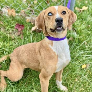 Rescue Hound Dogs for Adoption in Battle Creek, Michigan - Agatha | PetCurious