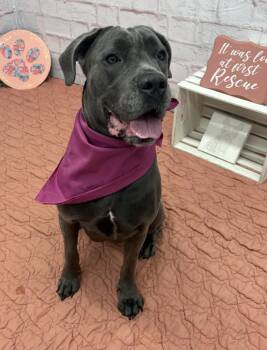 Sasha -  Mixed Breed Dog for Adoption in Detroit, Michigan - Sasha | PetCurious
