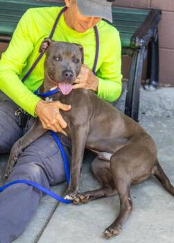 Beneat -  Mixed Breed Dog for Adoption in Chamblee, Georgia - Beneat | PetCurious