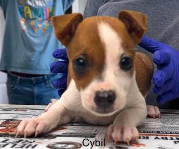cybil -  Jack Russell Terrier Dog for Adoption in Waverly, Tennessee - Cybil | PetCurious