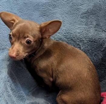 Chihuahua Dogs Available for Adoption - Pocahantas-Tiny Chi Pup! | PetCurious