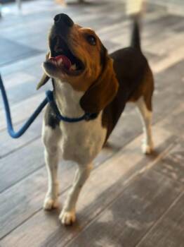 Solitaire -  Beagle Dog for Adoption in Stafford, Virginia - Solitaire | PetCurious