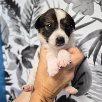 Enchirito -  Shepherd Dog for Adoption in Wahiawa, Hawaii - Enchirito | PetCurious