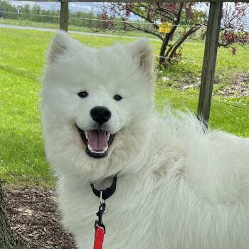 Samoyed Dogs Available for Adoption in Ithaca, New York - River | PetCurious