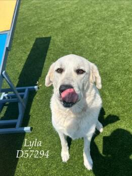 Lyla -  Great Pyrenees Dog for Adoption in Clarksville, Tennessee - Lyla | PetCurious