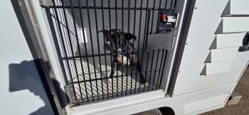 Rescue American Staffordshire Terrier and Mixed Breed Dogs for Adoption in Clovis, New Mexico - 85727 | PetCurious