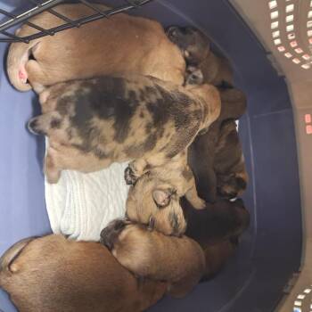 Chihuahua Dogs Available for Adoption in Austin, Texas - Redding | PetCurious