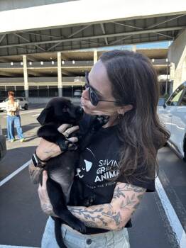 Jackie O -  Labrador Retriever Dog for Adoption in Seattle, Washington - Jackie O | PetCurious
