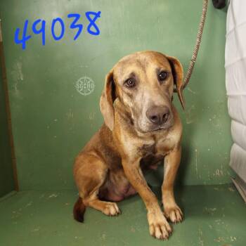 Roxy -  Hound and Mixed Breed Dog for Adoption in Springfield, Missouri - Roxy | PetCurious