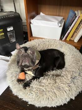 French Bulldog and Boston Terrier Dogs Available for Adoption - Jewel Gibson- 4627 Atlanta, GA | PetCurious