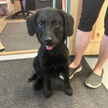Oakley -  Rottweiler and Shepherd Dog for Adoption in Enterprise, Alabama - Oakley | PetCurious