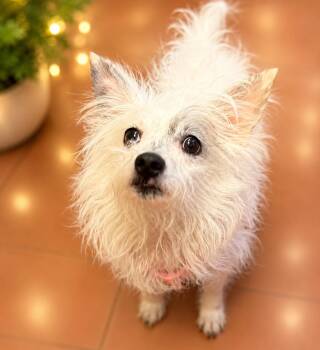 Chinese Crested Dog and Maltese Dogs Available for Adoption in Long Beach, New York - Tapa | PetCurious