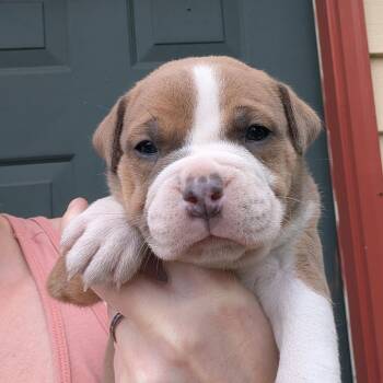 Cutie -  Mixed Breed Dog for Adoption in Dekalb, Illinois - Cutie | PetCurious