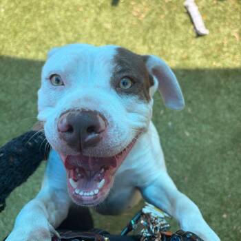 Pit Bull Terrier Dogs Available for Adoption in Greensboro, North Carolina - PRINCESS LEIA | PetCurious